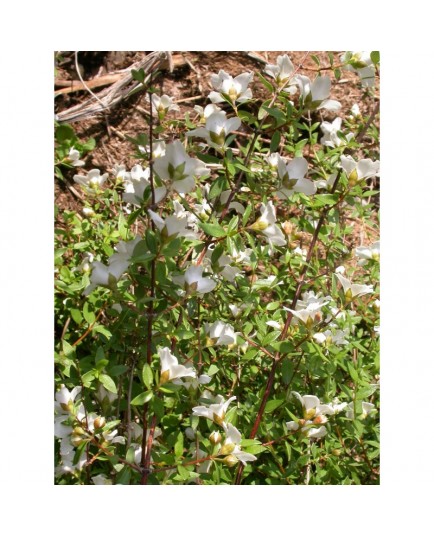 Philadelphus microphyllus - Seringat