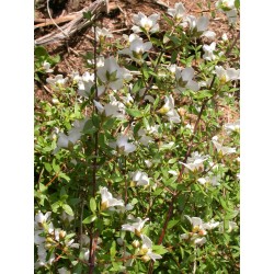 Philadelphus microphyllus - Seringat