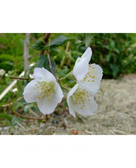 Philadelphus polyanthus x 'Boule d'Argent' - seringat