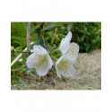 Philadelphus polyanthus x 'Boule d'Argent' - seringat