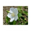 Philadelphus polyanthus x 'Favorite' - seringat