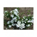 Philadelphus polyanthus x 'Favorite' - seringat