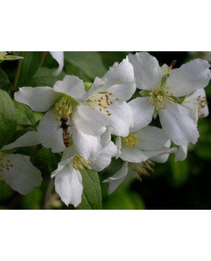 Philadelphus polyanthus x 'Mont Blanc' - Seringat