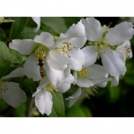 Philadelphus polyanthus x 'Mont Blanc' - Seringat