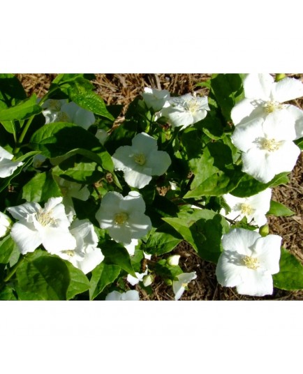 Philadelphus polyanthus x 'Norma' - seringat