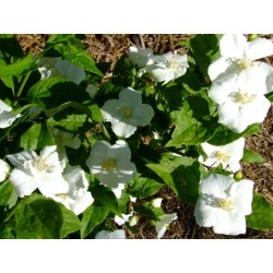 Philadelphus polyanthus x 'Norma' - seringat