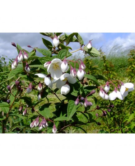 Philadelphus purpurascens - Seringat