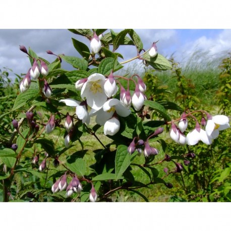 Philadelphus purpurascens - Seringat