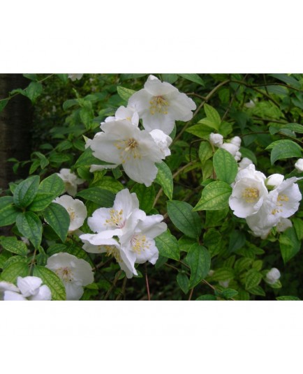 Philadelphus purpureo maculatus x 'Beauclerck' - seringats, seringas,