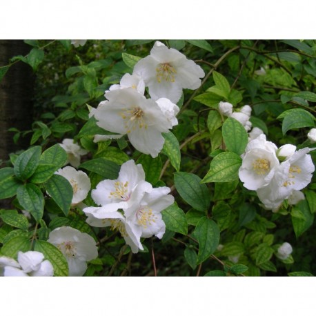 Philadelphus purpureo maculatus x 'Beauclerck' - seringats, seringas,