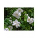 Philadelphus purpureo maculatus x 'Beauclerck' - seringats, seringas,