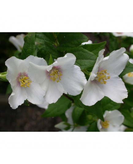 Philadelphus purpureo maculatus x 'Belle Etoile' - Seringat
