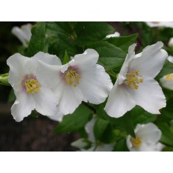 Philadelphus purpureo maculatus x 'Belle Etoile' - Seringat