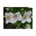 Philadelphus purpureo maculatus x 'Belle Etoile' - Seringat