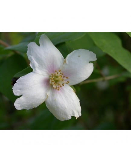 Philadelphus purpureo maculatus x 'Sybille' - Seringat