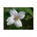 Philadelphus purpureo maculatus x 'Sybille' - Seringat