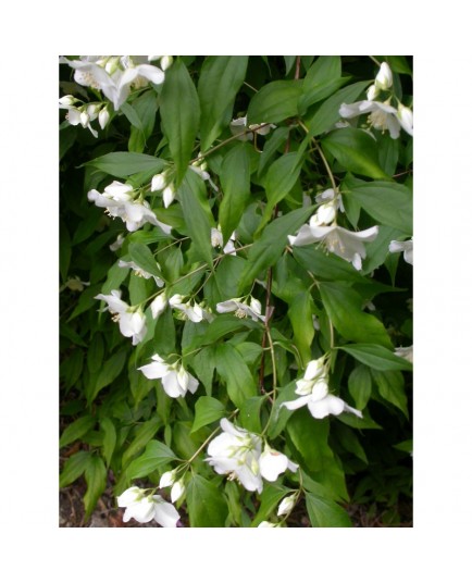 Philadelphus satsumi - seringat