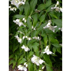 Philadelphus satsumi - seringat