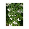 Philadelphus satsumi - seringat