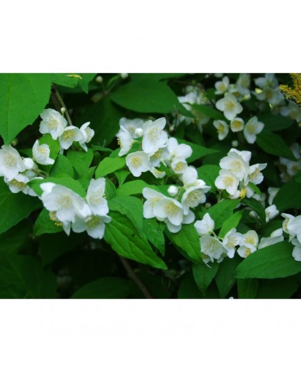 Philadelphus schrenkii - Seringat