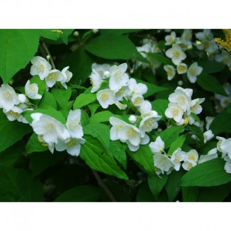 Philadelphus schrenkii - Seringat