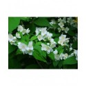 Philadelphus schrenkii - Seringat