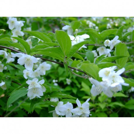 Philadelphus schrenkii var. jackii - Seringat