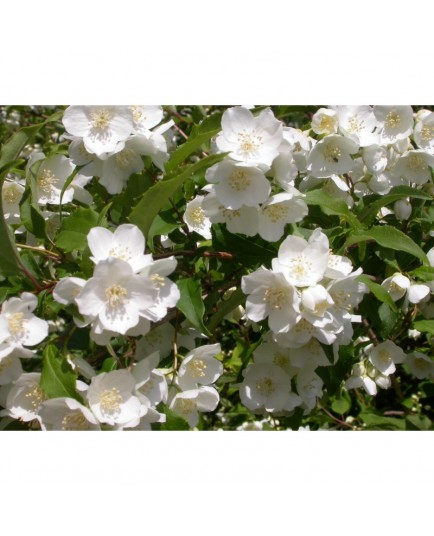 Philadelphus sericanthus - Seringat