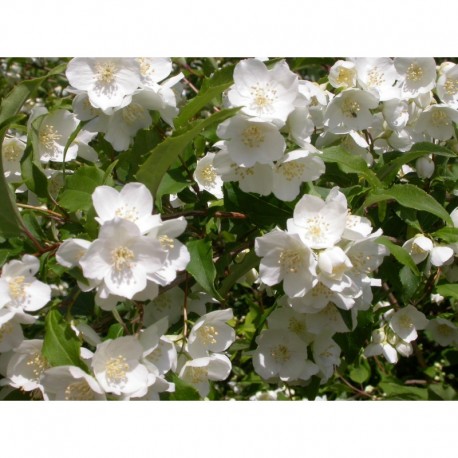 Philadelphus sericanthus - Seringat