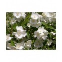 Philadelphus sericanthus - Seringat