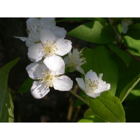 Philadelphus tenuifolius - seringat