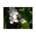 Philadelphus tenuifolius - seringat