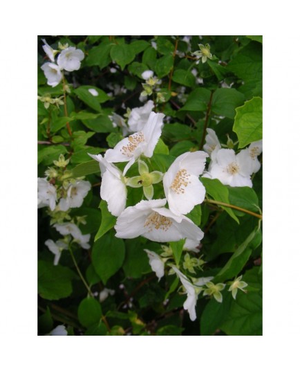 Philadelphus triflorus