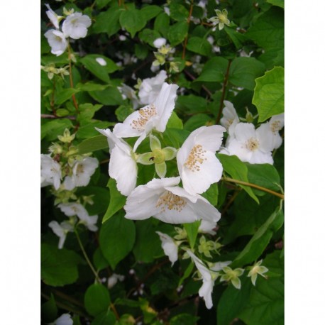 Philadelphus triflorus