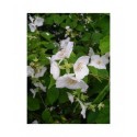 Philadelphus triflorus