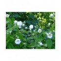 Philadelphus triflorus