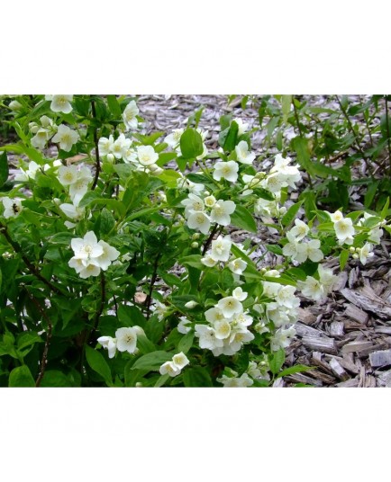 Philadelphus virginalis x 'Glacier' - seringat