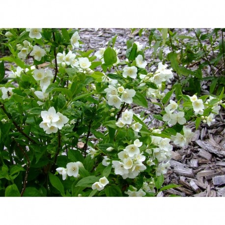 Philadelphus virginalis x 'Glacier' - seringat