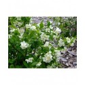 Philadelphus virginalis x 'Glacier' - seringat