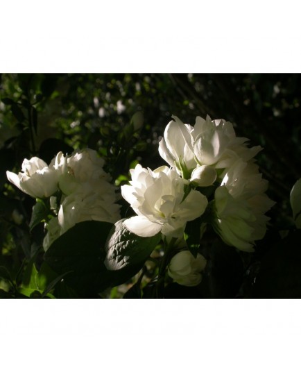 Philadelphus virginalis x 'Virginal' - seringats, seringas,