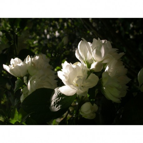 Philadelphus virginalis x 'Virginal' - seringats, seringas,