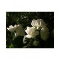 Philadelphus virginalis x 'Virginal' - seringats, seringas,