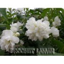 Philadelphus virginalis x 'Virginal' - seringats, seringas,