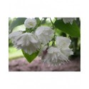 Philadelphus virginalis x 'Virginal' - seringats, seringas,