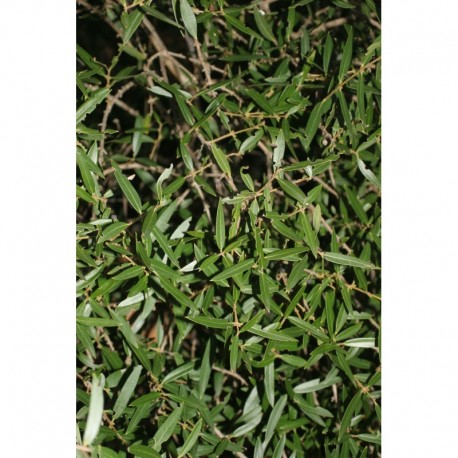 Phillyrea angustifolia - filaires à feuilles étroites, alaverts