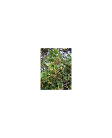 Phillyrea latifolia- filaire à large feuilles