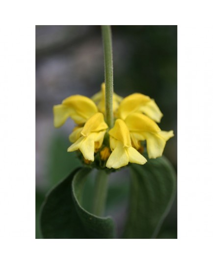 Phlomis grandiflora - Sauge de Jérusalem à grande fleur