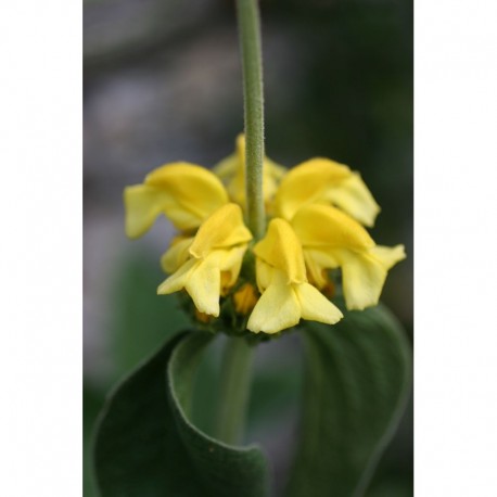 Phlomis grandiflora - Sauge de Jérusalem à grande fleur