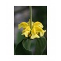Phlomis grandiflora - Sauge de Jérusalem à grande fleur