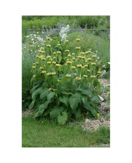 Phlomis russeliana - Sauge de Jérusalem, sauge de Russell